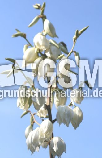 Yucca-Blüte-1.jpg